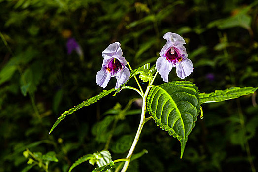 盛开,花,头盔,凤仙花属植物,地区,尼泊尔,亚洲