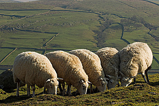 家羊,母羊,五个,地点,英格兰,欧洲
