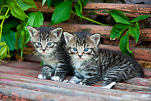 两个,灰色,斑猫,小猫,坐,木质,长椅,诺斯提洛尔,奥地利,欧洲