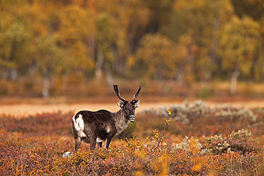 山,驯鹿,驯鹿属,瑞典