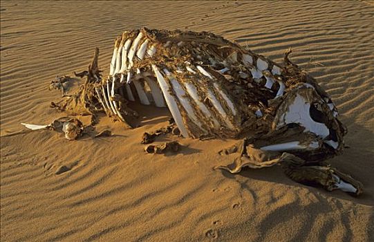 骆驼,骨骼,沙漠