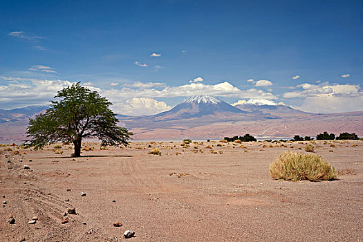孤木,干燥,沙,地面,火山,阿塔卡马沙漠,智利