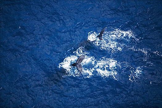 夏威夷,毛伊岛,驼背鲸,航拍