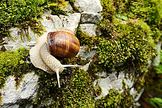 勃艮第,蜗牛,罗马蜗牛,可食,田螺,瑞士,欧洲