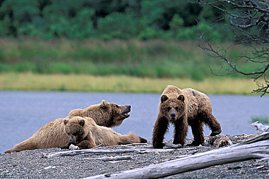 阿拉斯加,卡特麦国家公园,大灰熊,母熊,幼兽,休息