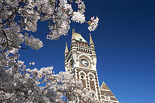钟楼,历史,注册,建筑,大学,奥塔哥,南岛,新西兰