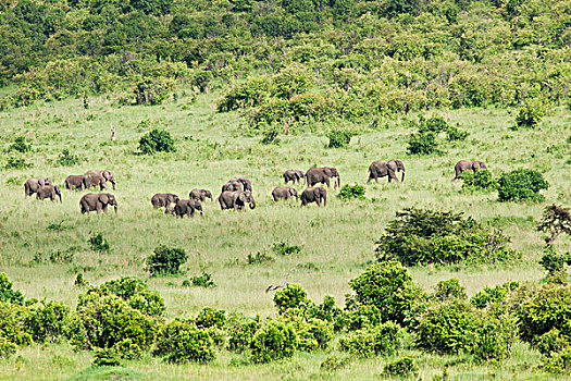 牧群,非洲象