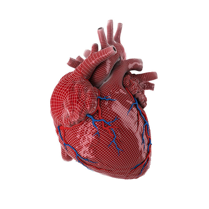 心脏图片_心脏图片大全_心脏图片素材