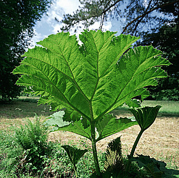 根乃拉草,植物园,阿尔萨斯,法国