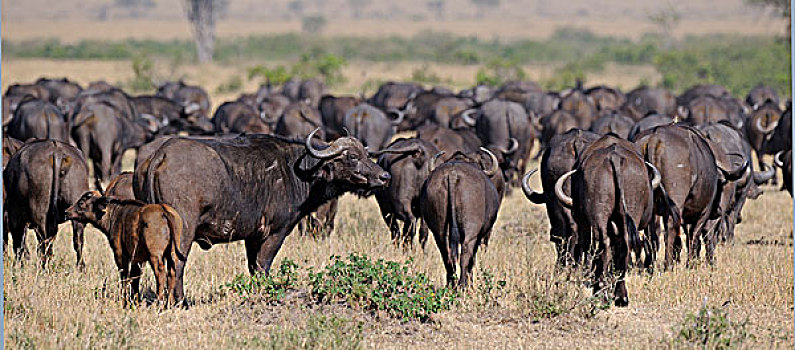 非洲,水牛,大,牧群,马赛马拉国家公园,肯尼亚,东非