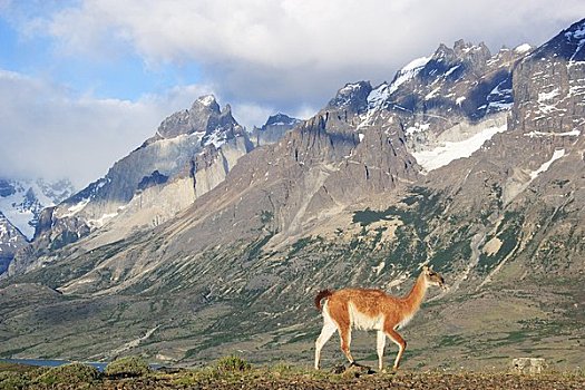 原驼,国家公园,巴塔哥尼亚,智利