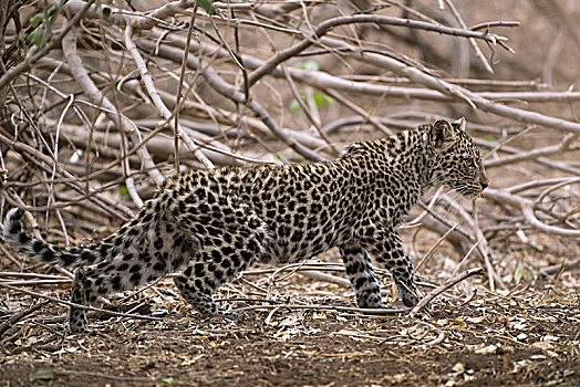 豹,小猫,马沙图禁猎区,博茨瓦纳,非洲