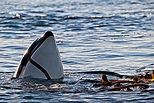 逆戟鲸,玩,靠近,温哥华岛,海岸线,北方,不列颠哥伦比亚省,加拿大