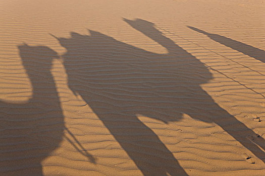影子,驼队,塔尔沙漠,拉贾斯坦邦,印度