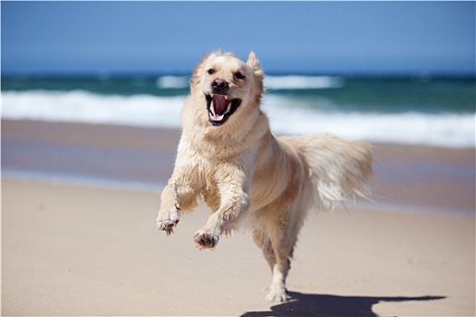 兴奋,金毛猎犬,跑,海滩