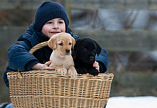 小,男孩,拉布拉多犬,复得,小动物,篮子