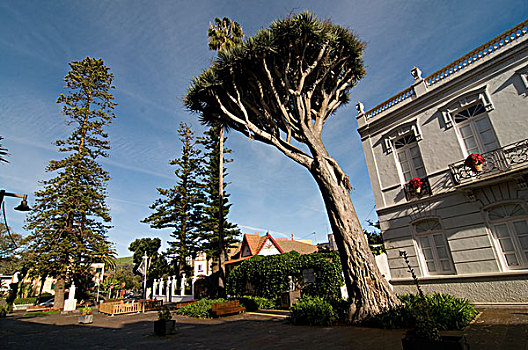 树,正面,建筑,特内里费岛,加纳利群岛,西班牙