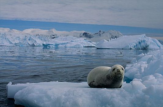 斑海豹,南极