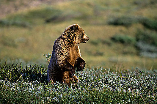 美国,阿拉斯加,德纳里峰国家公园,大灰熊,猎捕,松鼠