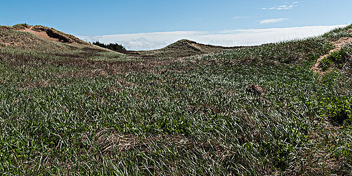 风景,草,山,绿色,山墙,爱德华王子岛,国家公园,加拿大