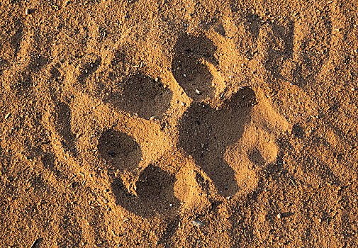 脚印,雄性,狮子,沙子,道路,卡拉哈里沙漠,卡拉哈迪大羚羊国家公园,南非,非洲