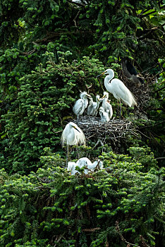 繁殖季节栖息在树上的大白鹭