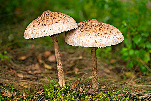 伞状蘑菇,高环柄菇,下萨克森,德国,欧洲