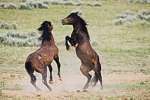 马,种马,争斗,普赖尔山野马放牧区,蒙大拿,美国