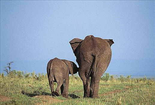大象,非洲象,后视图,哺乳动物,马赛马拉,肯尼亚,非洲,动物