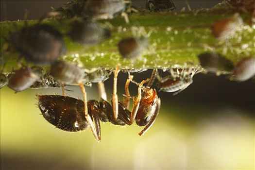 蚂蚁,蚜虫,德国