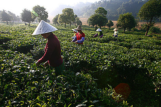 一群人在采摘茶叶