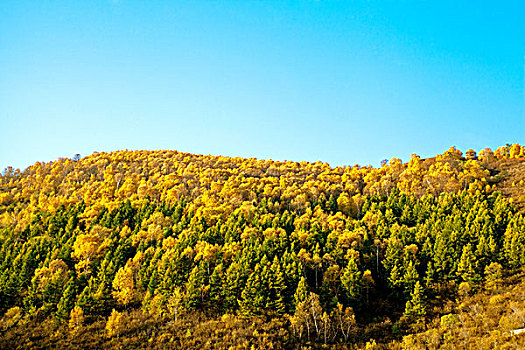 中国北方秋天山坡上大片的黄色白桦林