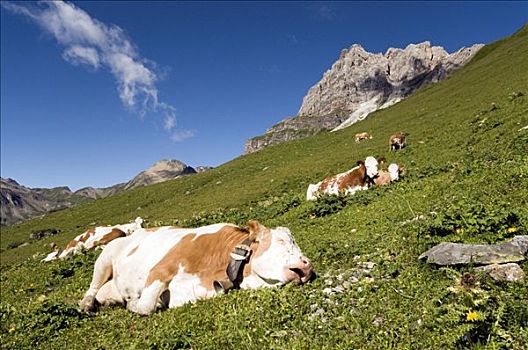 母牛,草场,高山,山谷,提洛尔,奥地利,欧洲