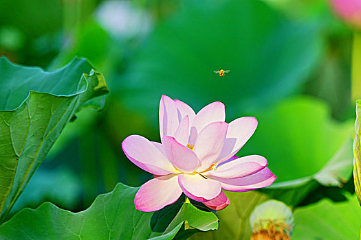 荷花,莲花,池塘