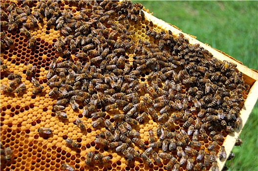蜜蜂,蜂窝