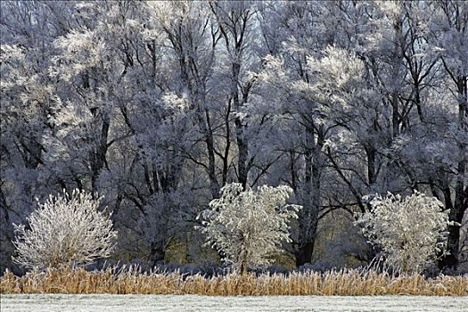 风景,树,遮盖,白霜,冬天,石荷州,德国,欧洲