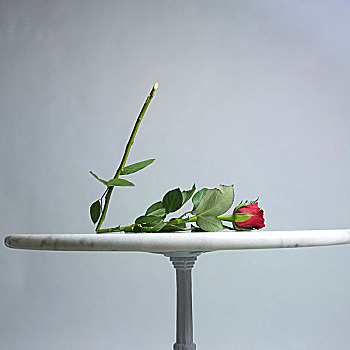 玫瑰,破损,茎,桌子