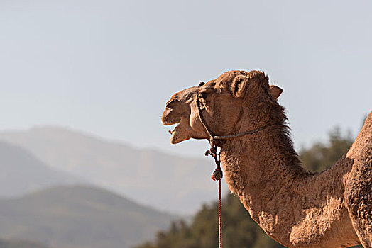 头像,骆驼,马拉喀什,摩洛哥