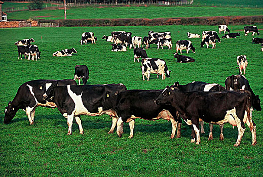 牧群,挤奶,母牛,土地