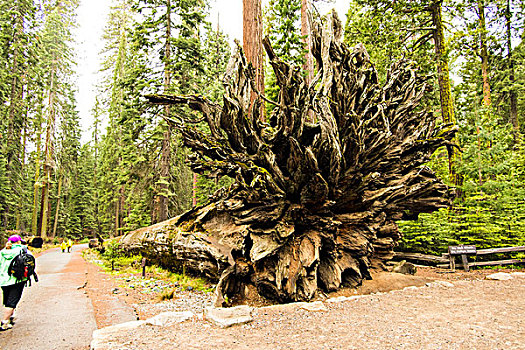 美国红杉树国家公园倒下的的红杉树