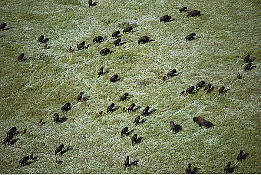 水牛,伍德布法罗国家公园,艾伯塔省,加拿大
