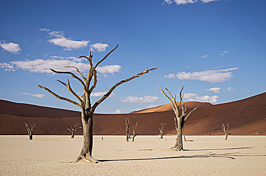 粘土,枯木,沙丘,索苏维来地区,国家公园,纳米比亚