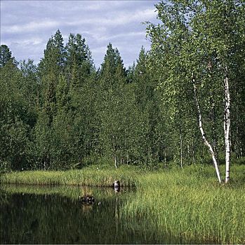 小,湖,树林,林中空地,桦树,芬兰,斯堪的纳维亚,欧洲