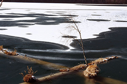 四川结冰湖里的树枝树杆