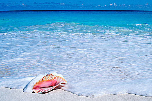 墨西哥,尤卡坦半岛,海滩,坎昆,海螺壳,沙滩