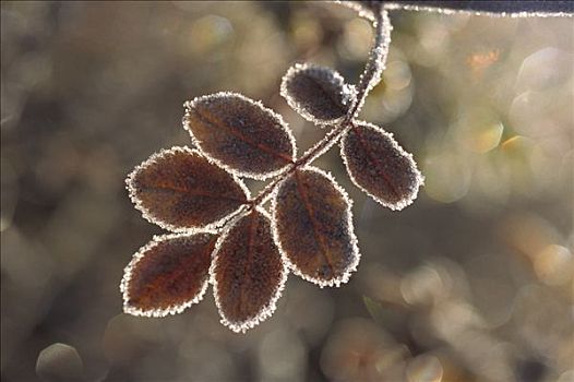 霜,树叶,落基山脉,北美