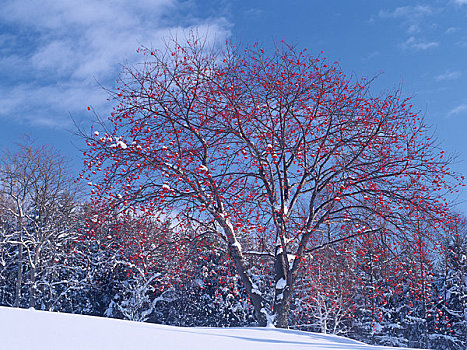 积雪,欧洲花楸