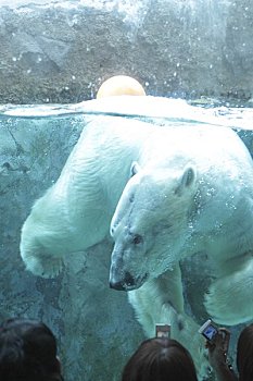 北极熊,游动,水池