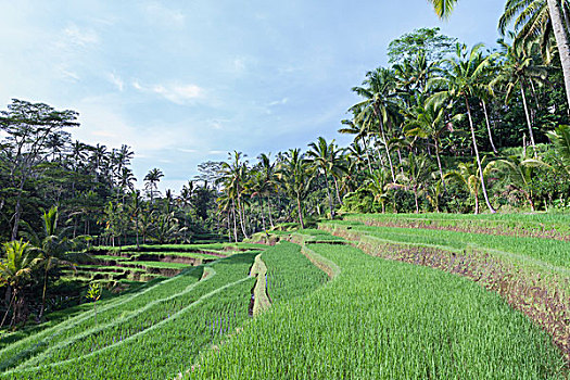 稻米梯田,入口,寺庙,巴厘岛,印度尼西亚,亚洲