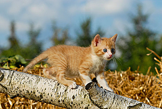 家猫,小猫,攀登,桦树,原木